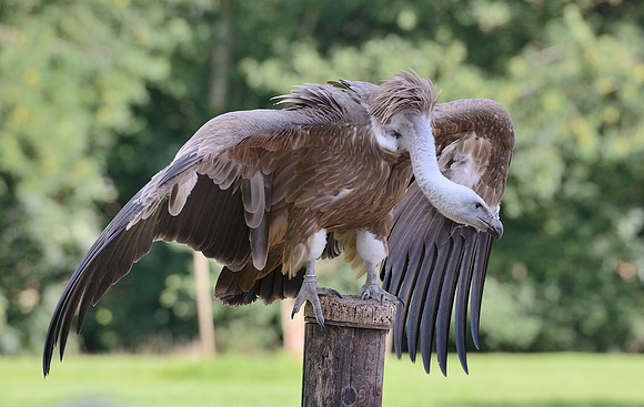 "Delectable" - Eurasian Griffon Vulture [F]