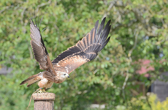 "Muckle Roe" - Red Kite [M]