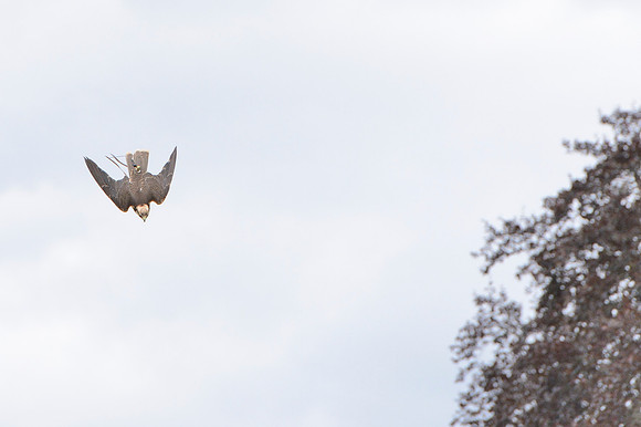 "Zaurak" - Lanner Falcon [M]