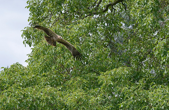 "Hare" - Indian Tawny Eagle [M]