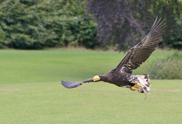 "Pioneer" - Stellers Sea Eagle