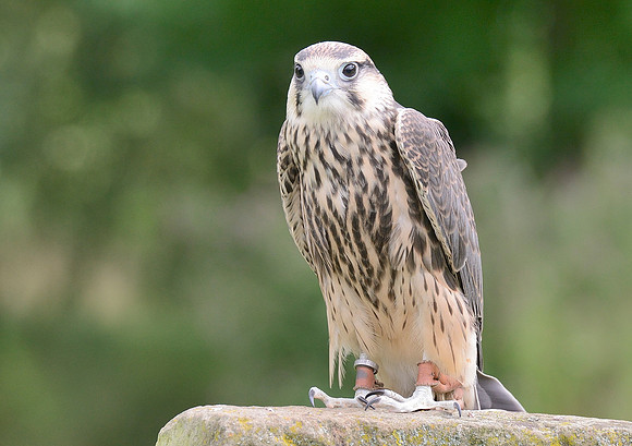 Juvenile Lanner Falcon [M]
