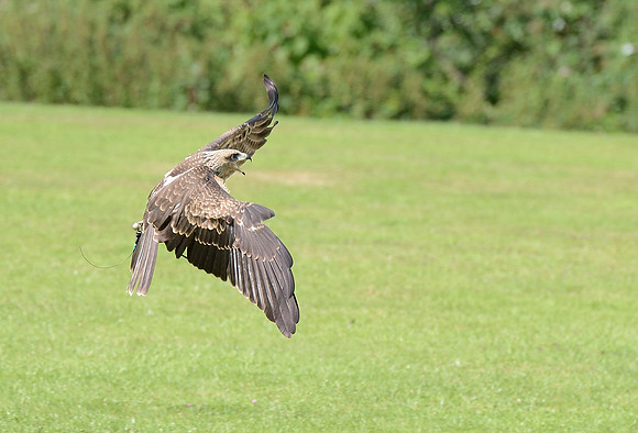 "Eriskay" - Juvenile Yellow Billed Kite [M]