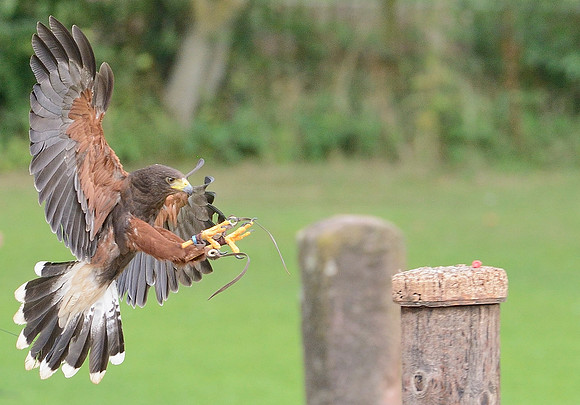 "Pretender" - Harris Hawk [M]