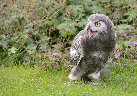 Baby Snowy Owl