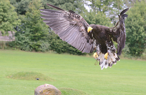 "Pioneer" - Stellers Sea Eagle