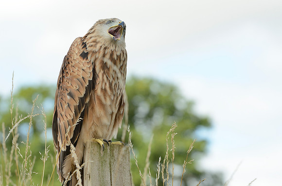 "Muckle Roe" - Red Kite [M]