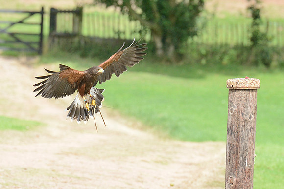 "Pretender" - Harris Hawk [M]