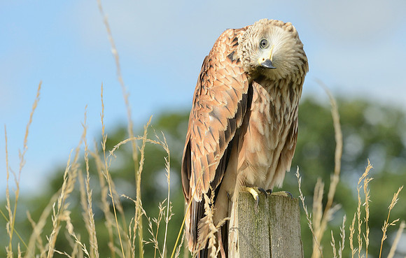 "Muckle Roe" - Red Kite [M]