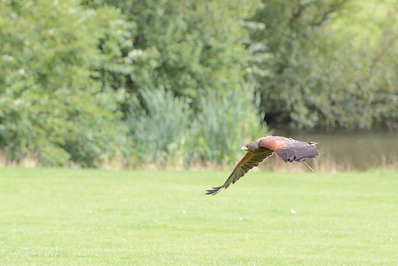 "Pretender" - Harris Hawk [M]