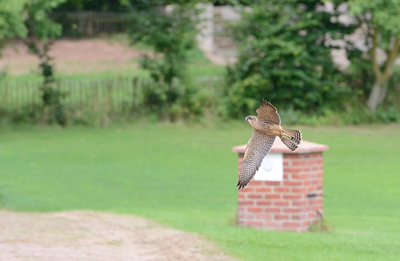 "Arran" - Peregrine/Barbary Falcon