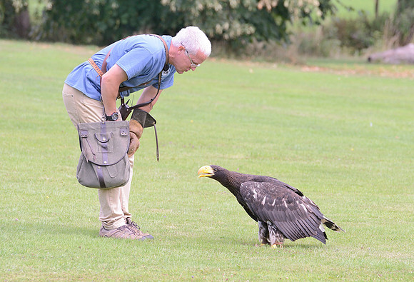 "Pioneer" - Stellers Sea Eagle