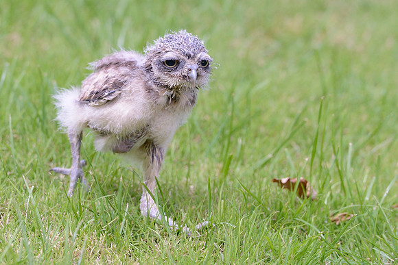 "Skomer" - Baby Burrowing Owl