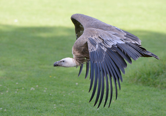 "Delectable" - Eurasian Griffon Vulture [F]
