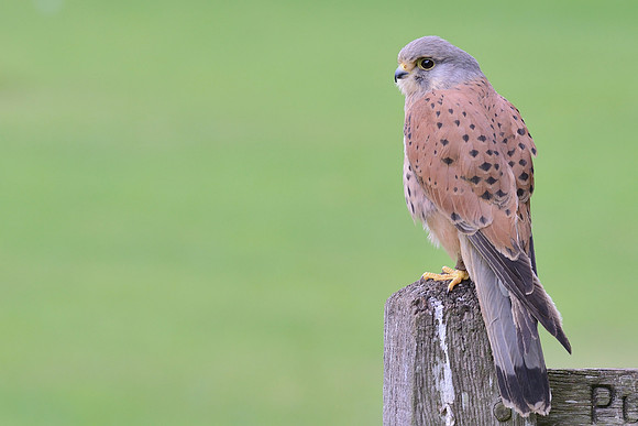 "Nijinsky" - Kestrel [M]