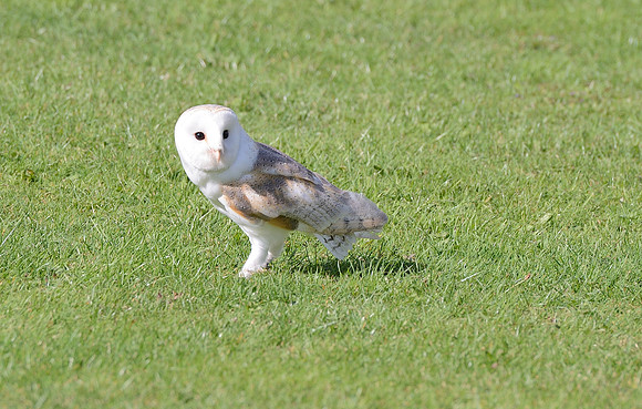 "Pan" - Barn Owl [M]