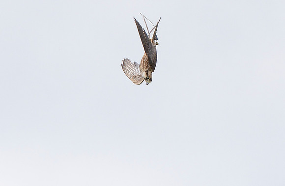 "Zaurak" - Lanner Falcon [M]