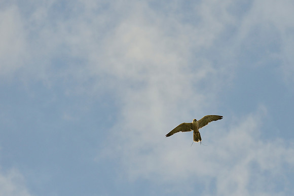 "Gazelle" - Lanner Falcon [M]