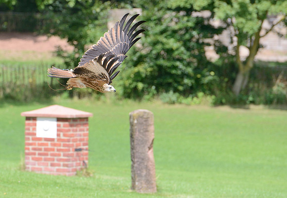 "Muckle Roe" - Red Kite [M]