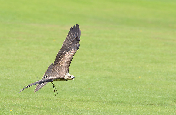 "Eriskay" - Juvenile Yellow Billed Kite [M]