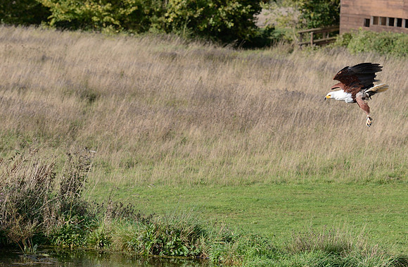 African Fish Eagle