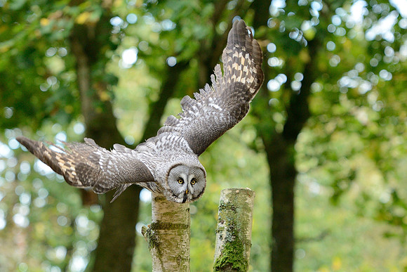 Great Grey Owl