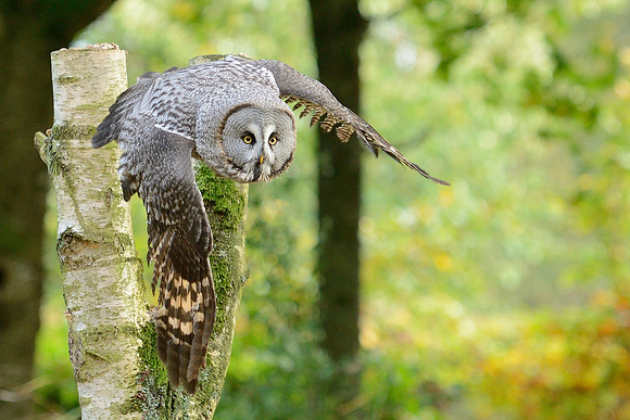 Great Grey Owl