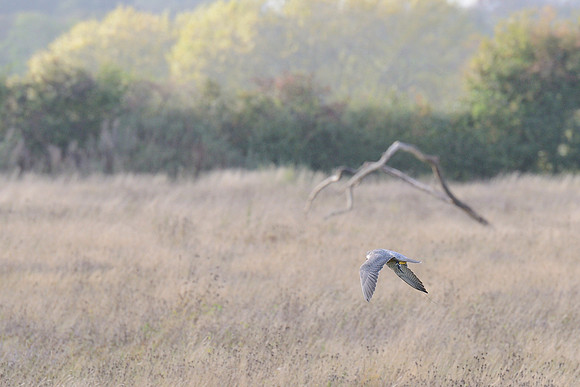 Peregrine Falcon