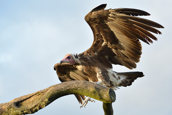 Hooded Vulture