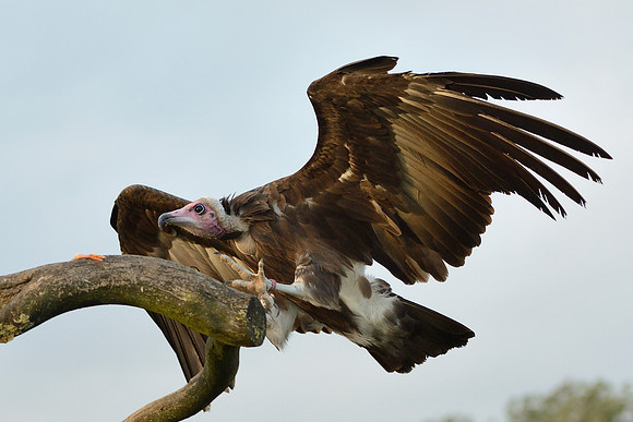 Hooded Vulture