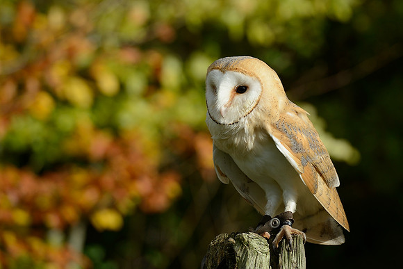Barn Owl