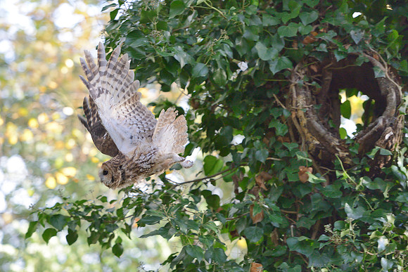 Tawny Owl