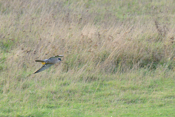 Peregrine Falcon