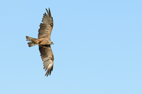 Black and Red Kites