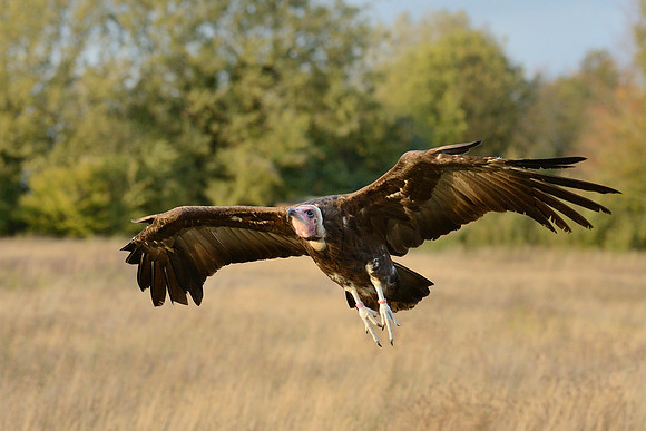 Hooded Vulture