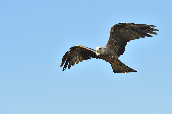 Black and Red Kites