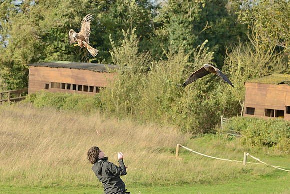 Black and Red Kites