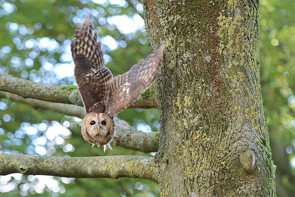 Tawny Owl