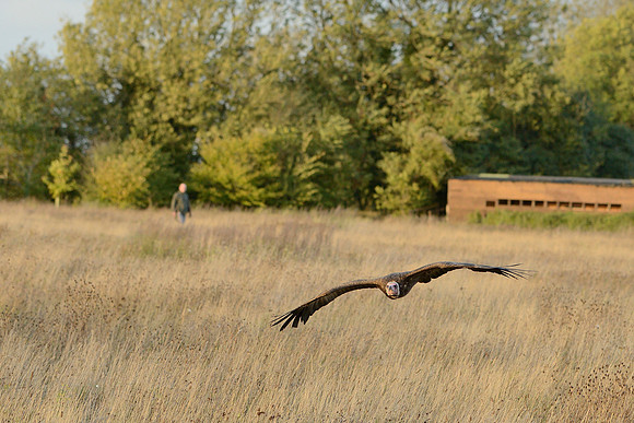 Hooded Vulture