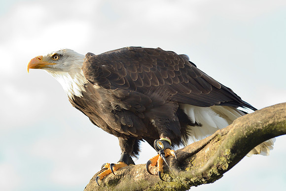 Bald Eagle