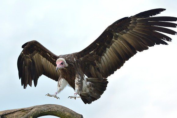 Hooded Vulture