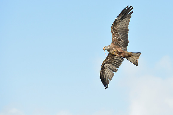Black and Red Kites