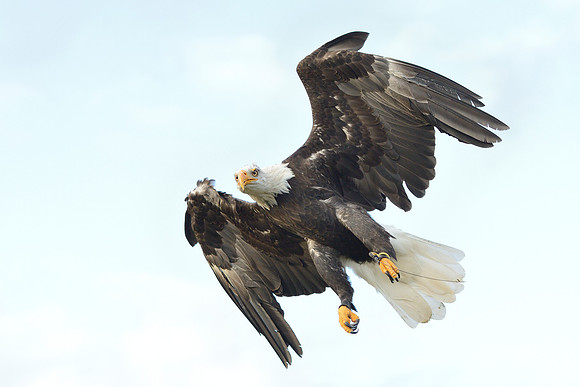 Bald Eagle