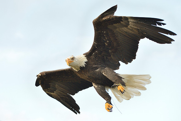Bald Eagle