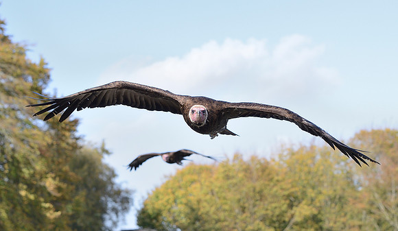 Hooded Vulture