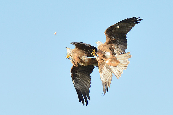 Black and Red Kites
