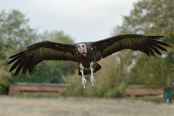 Hooded Vulture