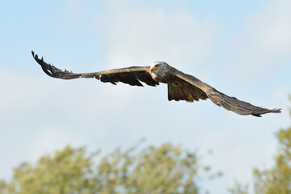 Black and Red Kites
