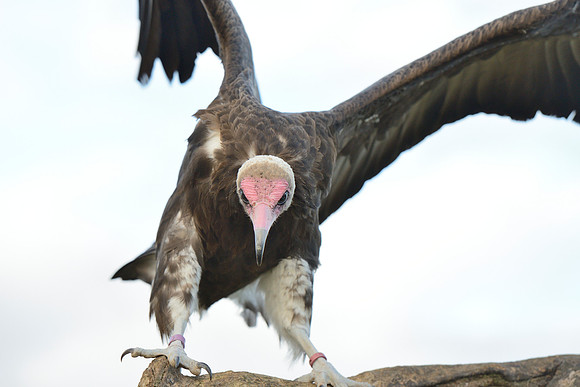 Hooded Vulture