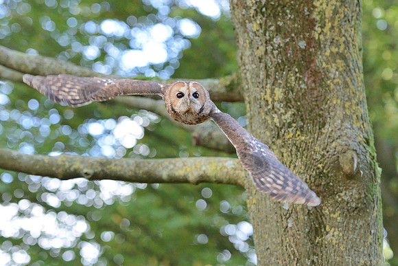 Tawny Owl